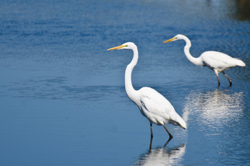 Two Great Egrets Hunting for Fish