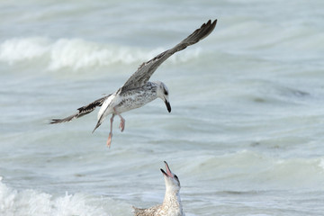 Herring seagull