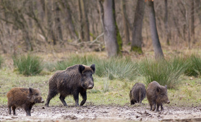 Obraz na płótnie Canvas Wild boars (sus scrofa ferus)