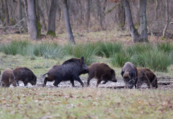 Plakat Wild boars (sus scrofa ferus)