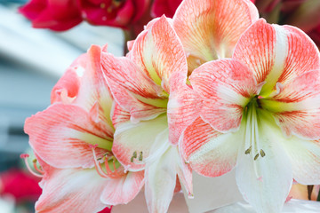 Pink Amaryllis flowers