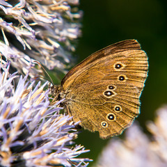 ringlet butterfly (aphantopus hyperantus) (8)