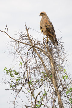 Eagle perched on top of tree