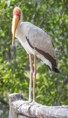 Yellow Billed Stork