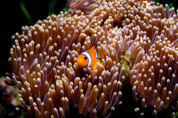 nemo