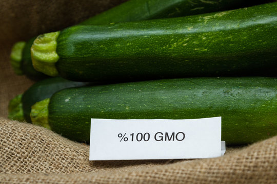 fresh GMO zucchini