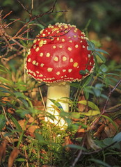 Fly agaric or amanita, amanita muscaria