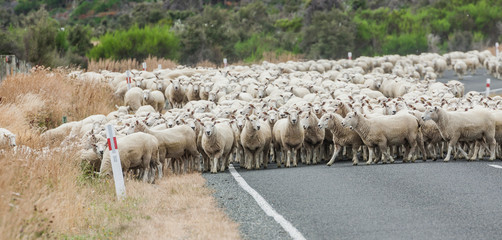New Zeland sheeps - obrazy, fototapety, plakaty