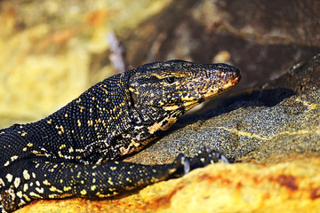 Varan