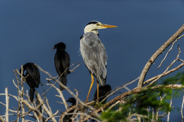 Heron