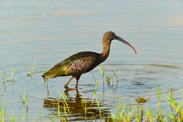 Ibis in the wild on the island of Sri Lanka