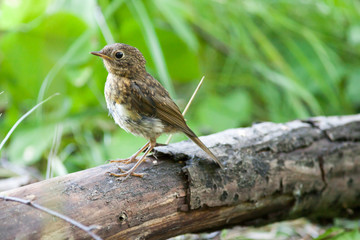 Young Robin (Erithacus rubecula).Wild bird in a natural habitat.