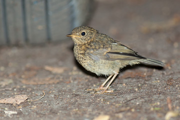 Young Robin (Erithacus rubecula).Wild bird in a natural habitat.