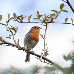 Fototapeta premium Robin (Erithacus rubecula).Wild bird in a natural habitat.