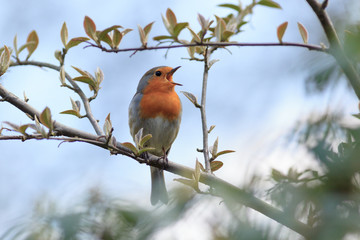 Fototapeta premium Robin (Erithacus rubecula).Wild bird in a natural habitat.