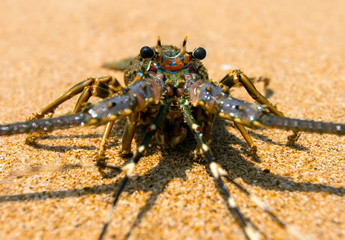 Lobster