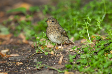 Young Robin (Erithacus rubecula).Wild bird in a natural habitat.