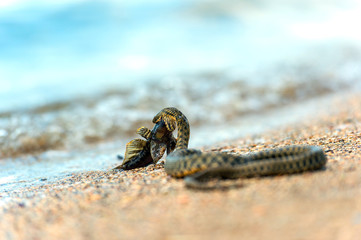 Water snake