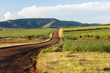 Farming Road Landscape