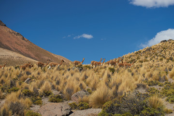 Group of vicuna in Lauca National Park
