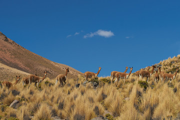 Group of vicuna in Lauca National Park