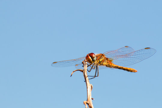 dragonfly on a dry twig
