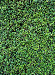 The Leaf Wall for Texture and Background