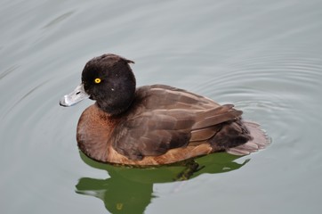 Fuligule Morillon Femelle