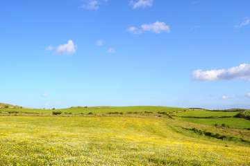 Panorama con prato fiorito
