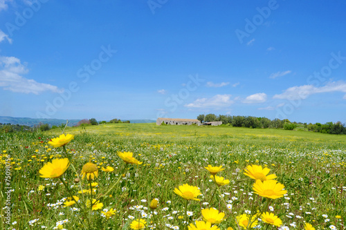 Panorama con prato fiorito immagini e fotografie royalty free su ... Prato fiorito in inglese