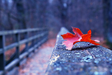 Red autumn leaf on old wooden bridge