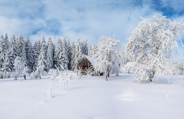 trees in winter