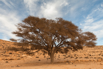 Lonely tree in the desert - obrazy, fototapety, plakaty