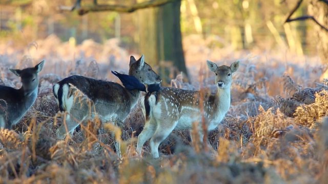 Fallow deer 