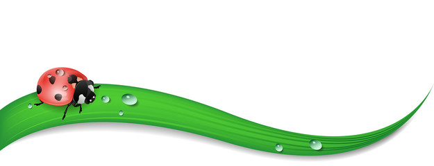 Ladybug insect on grass leaf nature vector isolated © pixelliebe