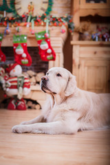 Golden retriever, Christmas and New Year