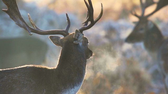 Fallow deer 