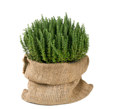 Thyme In A Pot