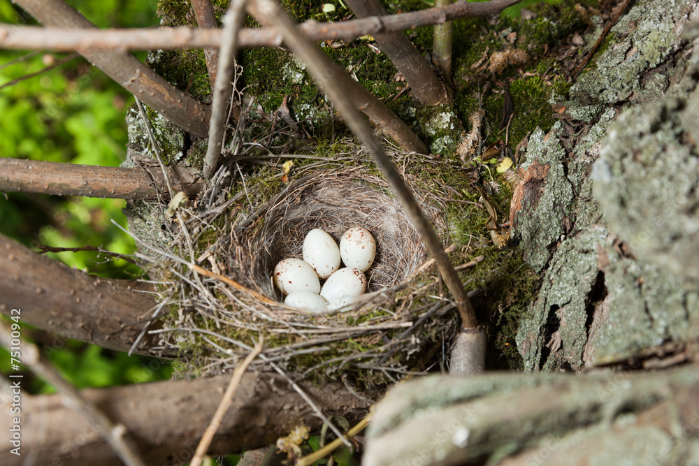 Wall mural Nest of European Greenfinch (Carduelis chloris)