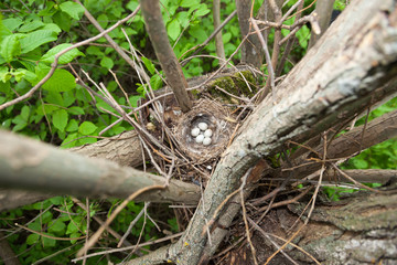 Nest of European Greenfinch (Carduelis chloris)