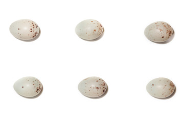 Eggs of European Greenfinch (Carduelis chloris)