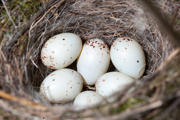 Obraz premium Nest of European Greenfinch (Carduelis chloris)