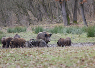 Wild boars (sus scrofa ferus)