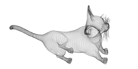Obraz premium cat model