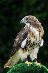 Rotschwanzbussard