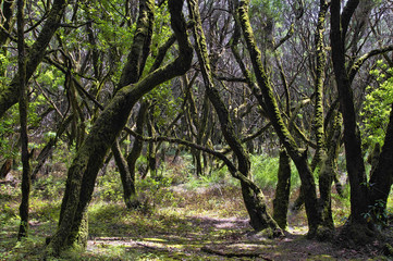 The  rain-forest in La Gomera, Canary, Spain