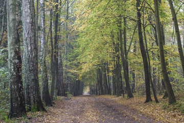 leśna droga