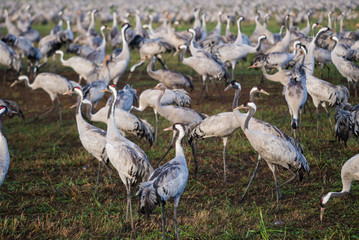 Common cranes closeup at Agamon Hula