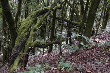 The  rain-forest in La Gomera, Canary, Spain
