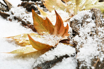 Pile of tree barks with autumn leaves in snow